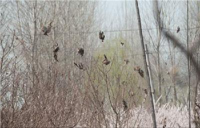 鸟儿池边啄食龙虾 湖北村民张网粘了4只鸟被判刑