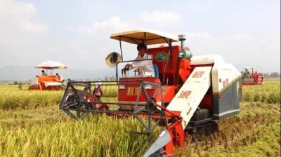水稻都是什么时候种植？水稻什么时间收割好？