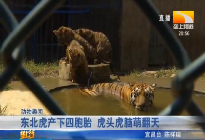 东北虎产下四胞胎 虎头虎脑萌翻天