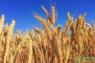 小麦要想高产，应该如何正确浇水？