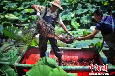 让网红小龙虾鲜遍全国，中国供应链创新满足消费热潮