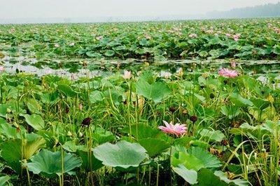 汉川汈汊湖今年计划还湖近2.4万亩