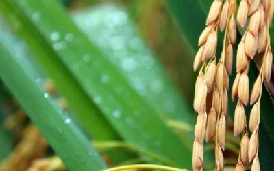 第三代杂交水稻技术迈入应用转化，产业将迎来什么变局？