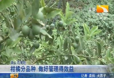 柑橘分品种 做好管理得效益