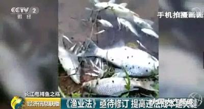 触目惊心！一夜之间几千斤鱼死亡！还有人被瞬间电亡！一条黑色产业链被牵出…