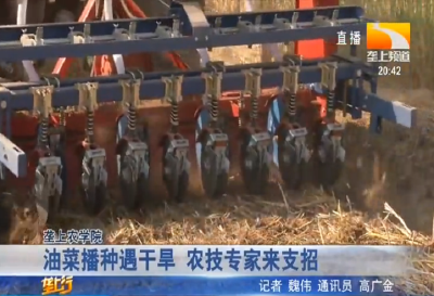 油菜播种遇干旱 农技专家来支招