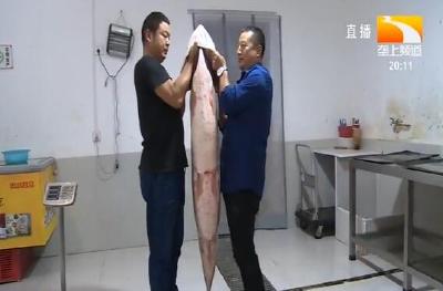 身长1.7米体重上百斤 丹江口水库惊现 “水老虎”