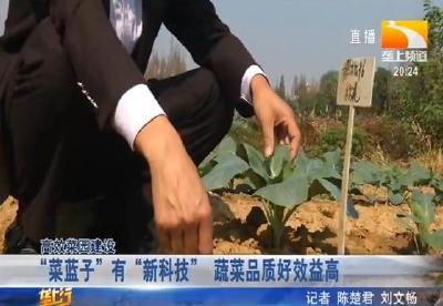 “菜篮子” 有 “新科技” 蔬菜品质好效益高