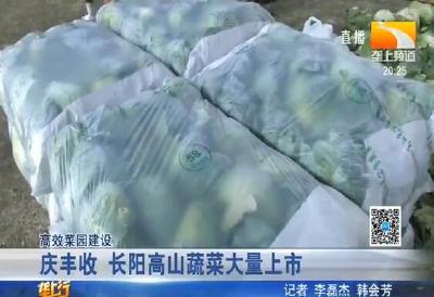 庆丰收 长阳高山蔬菜大量上市
