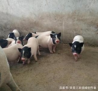 二次育肥补栏积极性提升 生猪价格跌势暂缓
