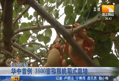 华中首例 3800亩猕猴桃箱式栽培