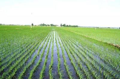 什么是水稻灌浆期？水稻灌浆需要多少温度？掌握管理要点促增产