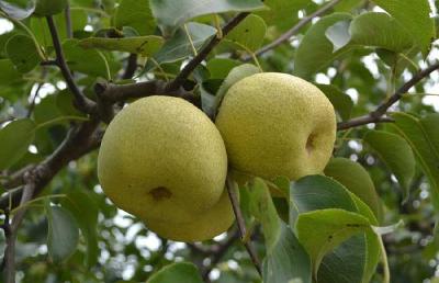 【梨树】梨树种植，在管理上做好这7点，梨树优质又高产有希望