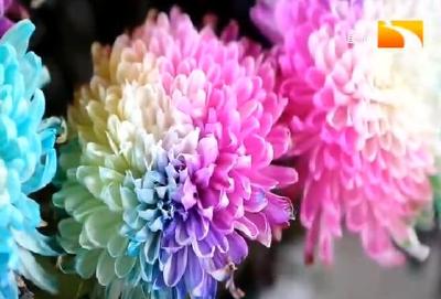 五彩菊亮相菊展 吸睛无数