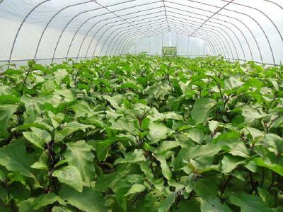 大棚茄子“三期”管理要点！加强各生长期管理，提高产量