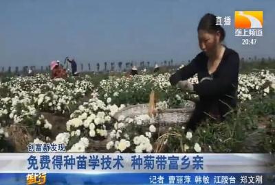 免费得种苗学技术 种菊带富乡亲