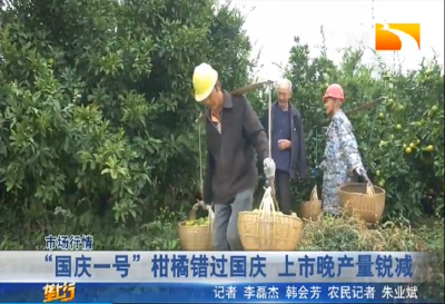 “国庆一号” 柑橘错过国庆 上市晚产量锐减