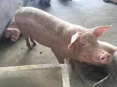24省份发布促进生猪生产措施 年底前生猪产能有望探底回升