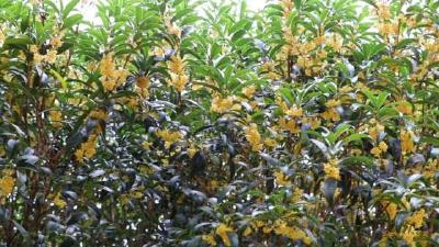 秋季有什么花会开？赴一场花香盛宴，湖北赏桂地图在这里