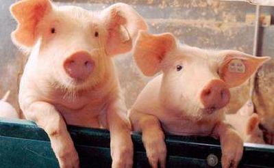 详解生猪养殖用地的四个关键问题，尺度标准都在了!