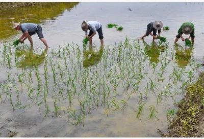 水稻的种植方式有很多种，优缺点是什么？