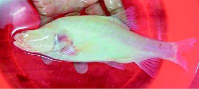 三峡库区发现珍稀洞穴鱼新种