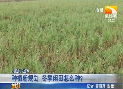 种植新规划 冬季闲田怎么种？