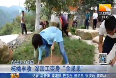 核桃丰收 深加工变身 “金果果”
