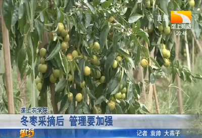 冬枣采摘后 管理要加强