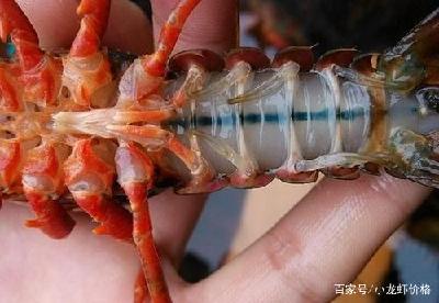 湖北批发价最高涨2元/斤！10月23日小龙虾批发市场行情