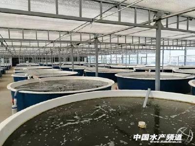 工厂化石斑鱼养殖大有可为，南鱼北养前景可期