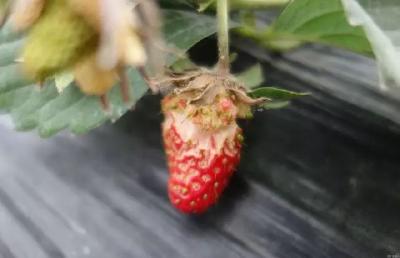 【草莓】草莓销路不好，是因为你忽视了它的卖相！快来看看如何提高草莓“颜值”！