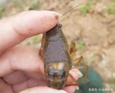 稳中有涨，10月15日小龙虾批发市场行情！