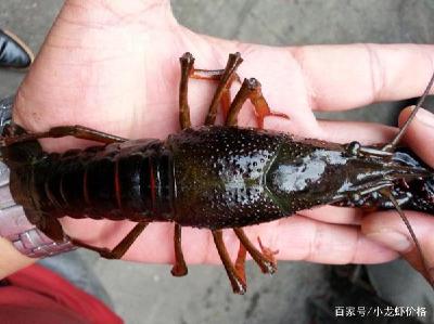 小龙虾塘头价再次下滑，5-7钱跌到12元/斤！10月16日小龙虾行情！
