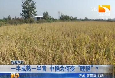 一半成熟一半青 中稻为何变 “晚稻”？