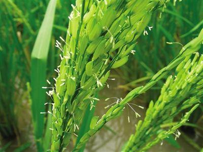 如何根据草相选种水稻除草剂？这6大影响因素不得不知
