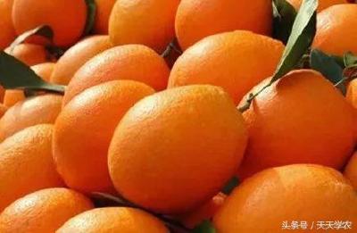 【柑橘】柑橘品种选啥好？20年经验揭秘沃柑、红美人等品种利弊「合集」