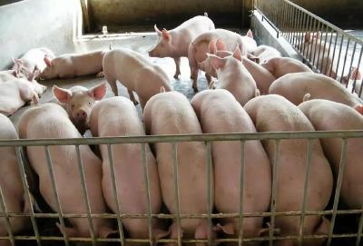 驻农业农村部纪检监察组将生猪稳产保供作为监督重点