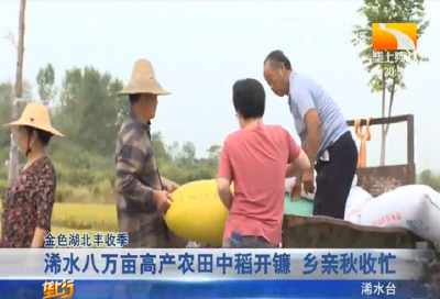浠水八万亩高产农田中稻开镰 乡亲秋收忙