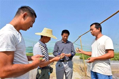 “水稻+蛙”，武汉新洲稻蛙共养新模式正悄然兴起
