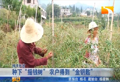 种下 “摇钱树” 农户得到 “金钥匙”