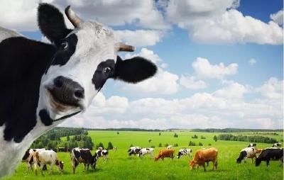 农业农村部鼓励规模以下奶农办加工企业，奶业升级，你能抓住这个机会吗？