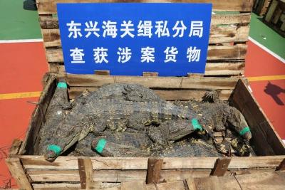 南宁海关 “解救”严重濒危物种，806条走私活体暹罗鳄被查获！