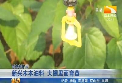 “树上油库” 山上栽 绿色银行建起来