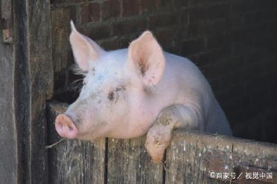 农村养猪的人家还有多少？现在复养是否合适？能不能赚到钱？