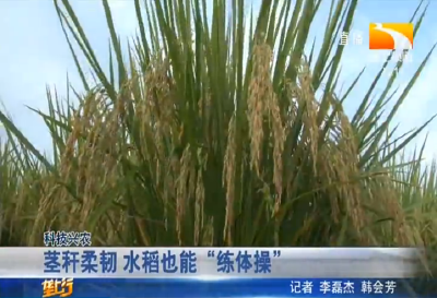 茎秆柔韧 水稻也能“练体操”