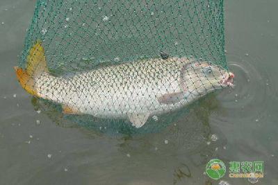 冬季对鱼类养殖的影响有哪些？有什么应对措施？
