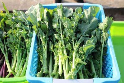  首个硒高效蔬菜杂交种 “硒滋圆1号”在武汉育成