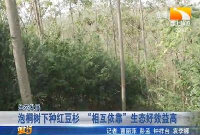 泡桐树下种红豆杉 “相互依靠”生态好效益高