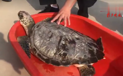 水产老板“偶遇”43斤绿海龟，数千元收购放生